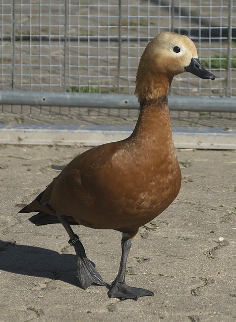 疑是库里个
