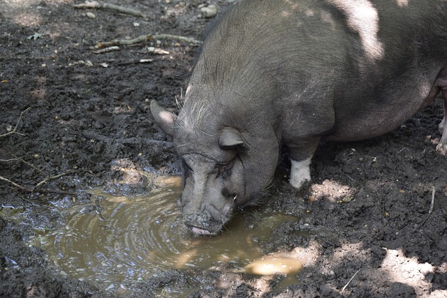 的战术博弈 的战术博弈