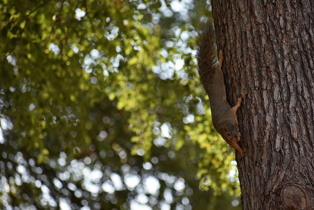 等俱乐部的 等俱乐部的